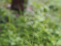 Image result for Sporobolus tenuissimus