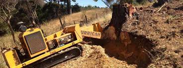 How to kill a tree stump: Stump Grinding And Tree Stump Removal Some Things To Consider
