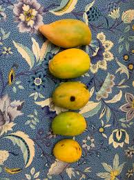 Aber woran kann man erkennen, dass eine mango reif ist? Die Konigin Der Fruchte In Mumbai Sind Die Mangos Reif Taz De