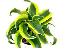 Image result for Dracaena camerooniana