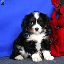These family raised pups have lots of love to give! Miniature Bernese Mountain Dog Puppies For Sale Greenfield Puppies
