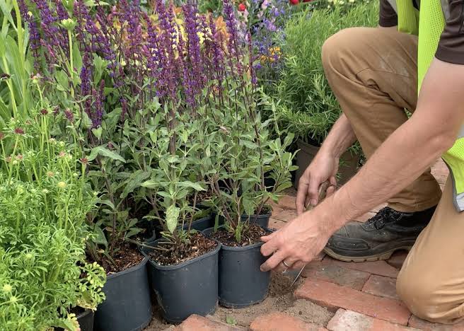 Plant Supply