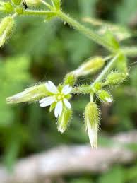 Image result for Cerastium indicum