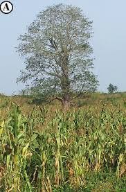 Image result for Leptactina involucrata