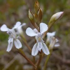 Image result for Disa saxicola