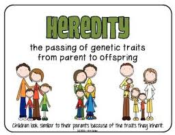 Heredity Visual Vocabulary Cards Heredity And Genetic Traits Genetics Traits Heredity Vocabulary Cards