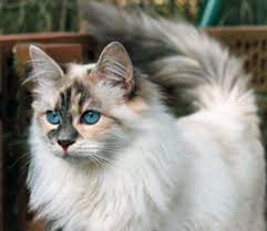 White siberian cats may have blue eyes. 30 Very Beautiful Siberian Cat Photos And Images