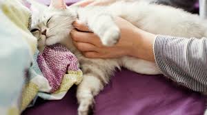 We did not find results for: Caring For Your Pregnant Cat Cat Care Tips Door Buddy