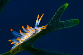 Image result for Selago coerulea