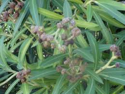 Image result for pseudomonas savastanoi pv nerii oleander symptoms