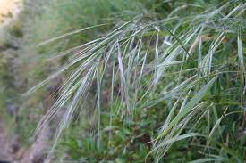 Image result for Bromus diandrus