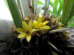 Image result for Molineria