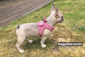 Toxicity is different from overdose. How Long To Keep Dog Off Grass After Pesticide