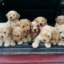 Australian labradoodle puppies for sale uk. Australian Labradoodles Uk 11659550 10153444744378094 4405224825888267380 N Jpg Australian Labradoodle Breeders Uk