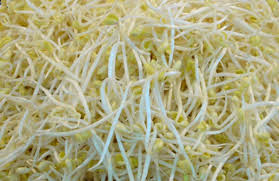 Cara membuat toge di rumah ternyata sangat mudah sekali,, hasil nya pun cukup memuaskan karna selain tauge yang i hasilkan. Oh Rupanya Senang Je Nak Tanam Taugeh Magicalips