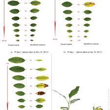 It can help bring your plants back from a deficiency in either calcium or magnesium. Magnesium Deficiency Symptoms In Different Growth Stage Of The Banana Download Scientific Diagram