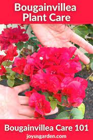 Bougainvillea Plant Care Everything You Need To Know In 2021 Bougainvillea Plant Care Plants