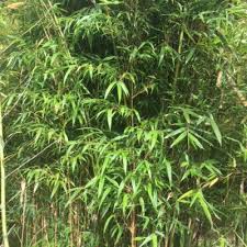 Image result for Bambusa