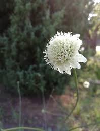 Image result for Cephalaria