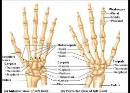 Hand Bone Photos Human Right Hand Wrist Bone Structure Humananatomybody Anatomy Bones Hand Bone Anatomy Hand Bone