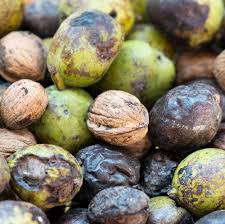 Wann die früchte des walnussbaums überhaupt reif sind? Walnusse Ernten Und Lagern Manufactum Gartenjahr