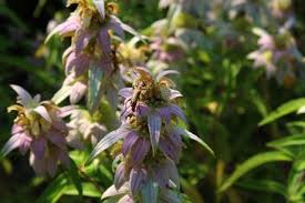 Image result for Monadenium hirsutum