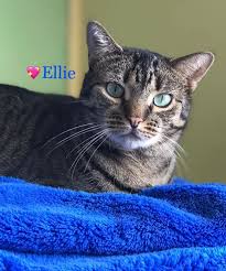 617 x 480 jpeg 33 кб. Cat For Adoption Ellie A Bengal Domestic Short Hair Mix In Long Beach Ny Petfinder