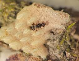 Image result for Scleria delicatula