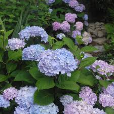 I really liked the photo of polar ice surrounded by a silvery ground cover and lavender plants. Polar Ice Rugosa Rose Finegardening
