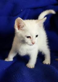 ~~~ we have more information regarding acquiring a kitten under the. Pure White Beautiful Kittens For Sale In Colorado Springs Colorado Classified Americanlisted Com