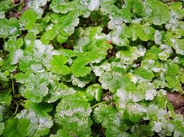 Image result for Hydrocotyle ranunculoides