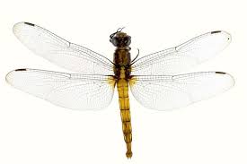 Image result for Libellulidae