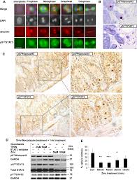 Cancer cells are taken from a living organism and grown in a culture. The Zip6 Zip10 Heteromer Is Essential For The Zinc Mediated Trigger Of Mitosis Springerlink