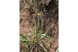 Image result for Eustachys paspaloides