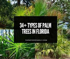 King palm tree scientific name: 34 Types Of Palm Trees In Florida With Pictures Identification