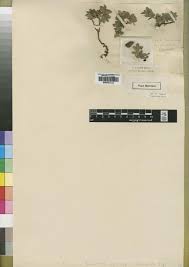 Image result for Eriosema shirense