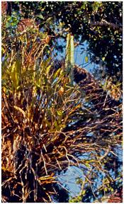 Image result for Monadenium filiforme