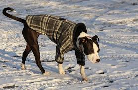 Safety concerns when walking your dog in the cold. How Cold Is Too Cold To Walk The Dog