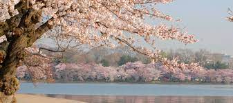 Usa guided tours dc 1155 f street nw, washington, dc 20004. History Of Cherry Blossom Trees In Washington Dc