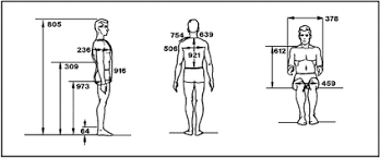 Ergonomic Anthropometric Ergonomics And Anthropometrics Anatomia Artistica Dibujos Anatomia