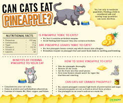 4) sandy's cat eat/eats fish. Can Cats Eat Pineapple How To Serve Pineapple To Cats Petmoo