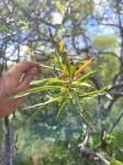 Image result for Agelanthus lugardii