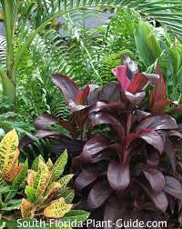 Maybe you would like to learn more about one of these? Guide To Florida Landscape Plants For The Southern Half Of The Sunshine State
