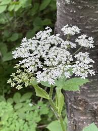Image result for Aphloiaceae