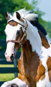 Paint Horse Endulus Ati Vahsi Atlar Ve At Sevgisi