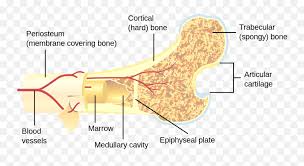 Vector illustration scheme of bone cross section. Bone Cross Cross Section Of Long Bone Png Free Transparent Png Images Pngaaa Com