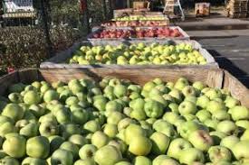 Under the chelan fresh name, 20 different varieties of apples, cherries, and pears are marketed to grocers across the united states, and lucy™ apples is a line currently comprised of lucy™glo apples and lucy™rose apples. The Curious Case Of The Hidden Rose Portland Monthly