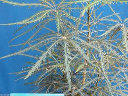 Image result for Plerandra