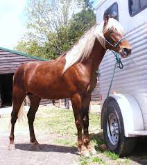 Pin On Colours - Silver Dilutes