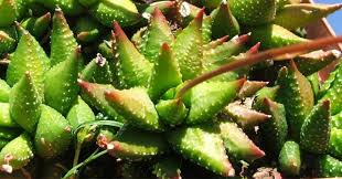 Image result for Habenaria attenuata